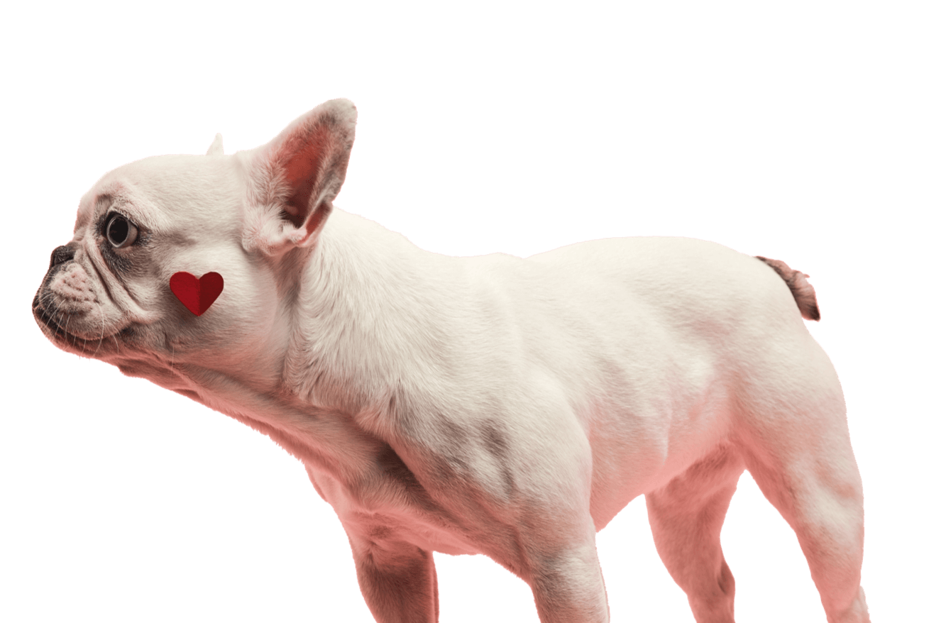 Dog 8