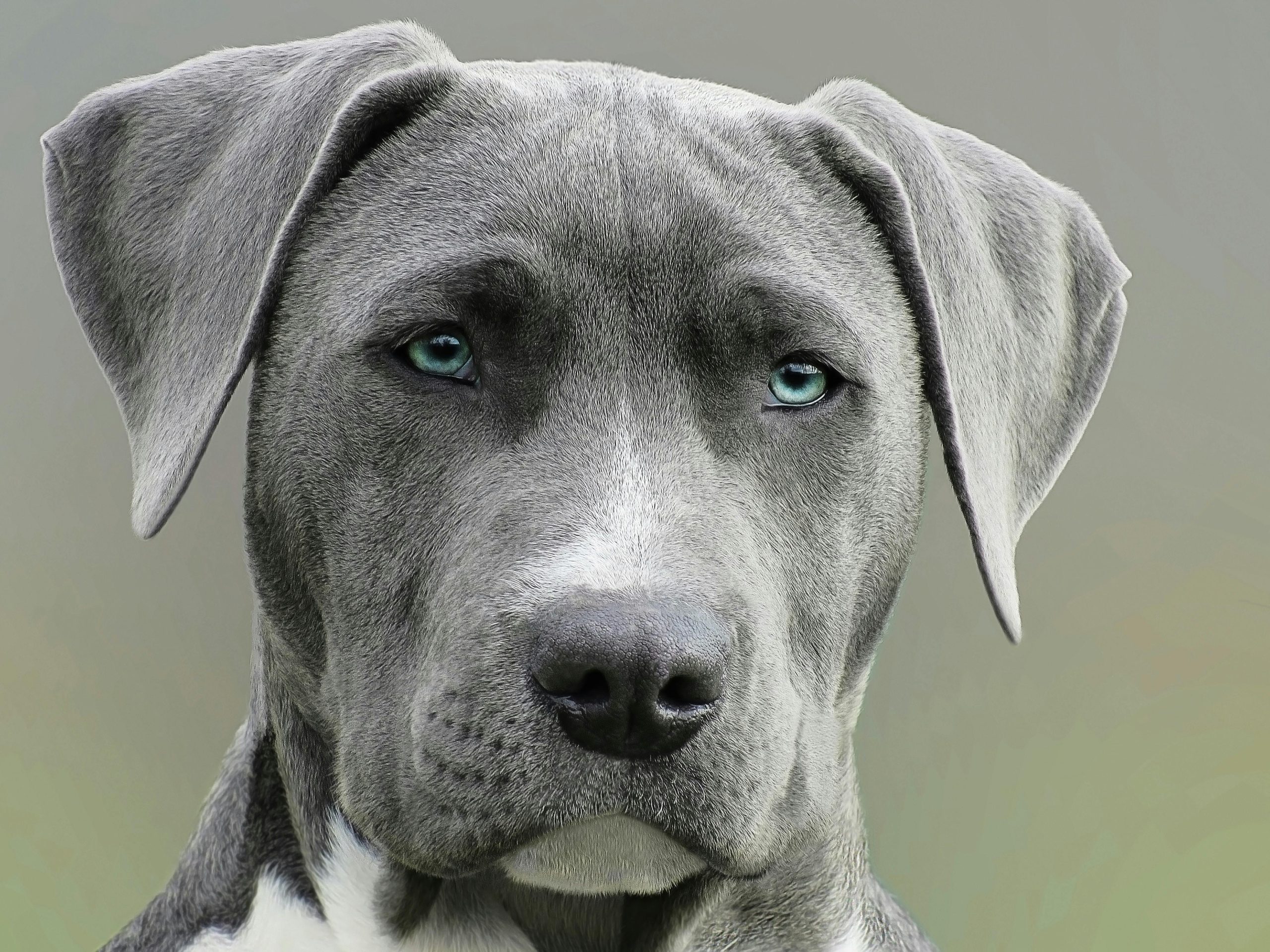 Dog 4