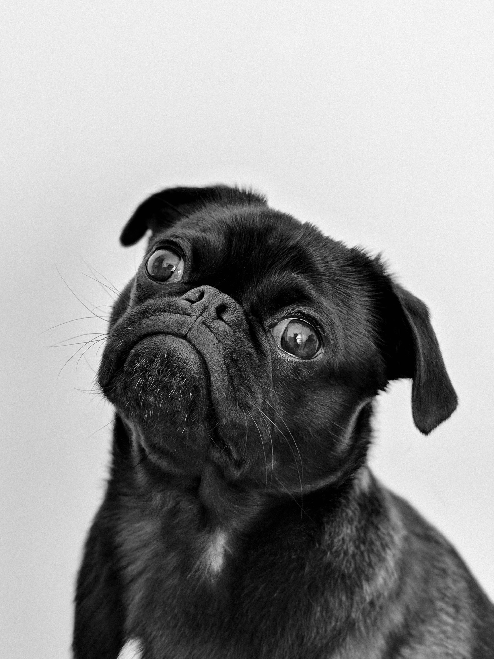 Dog 2