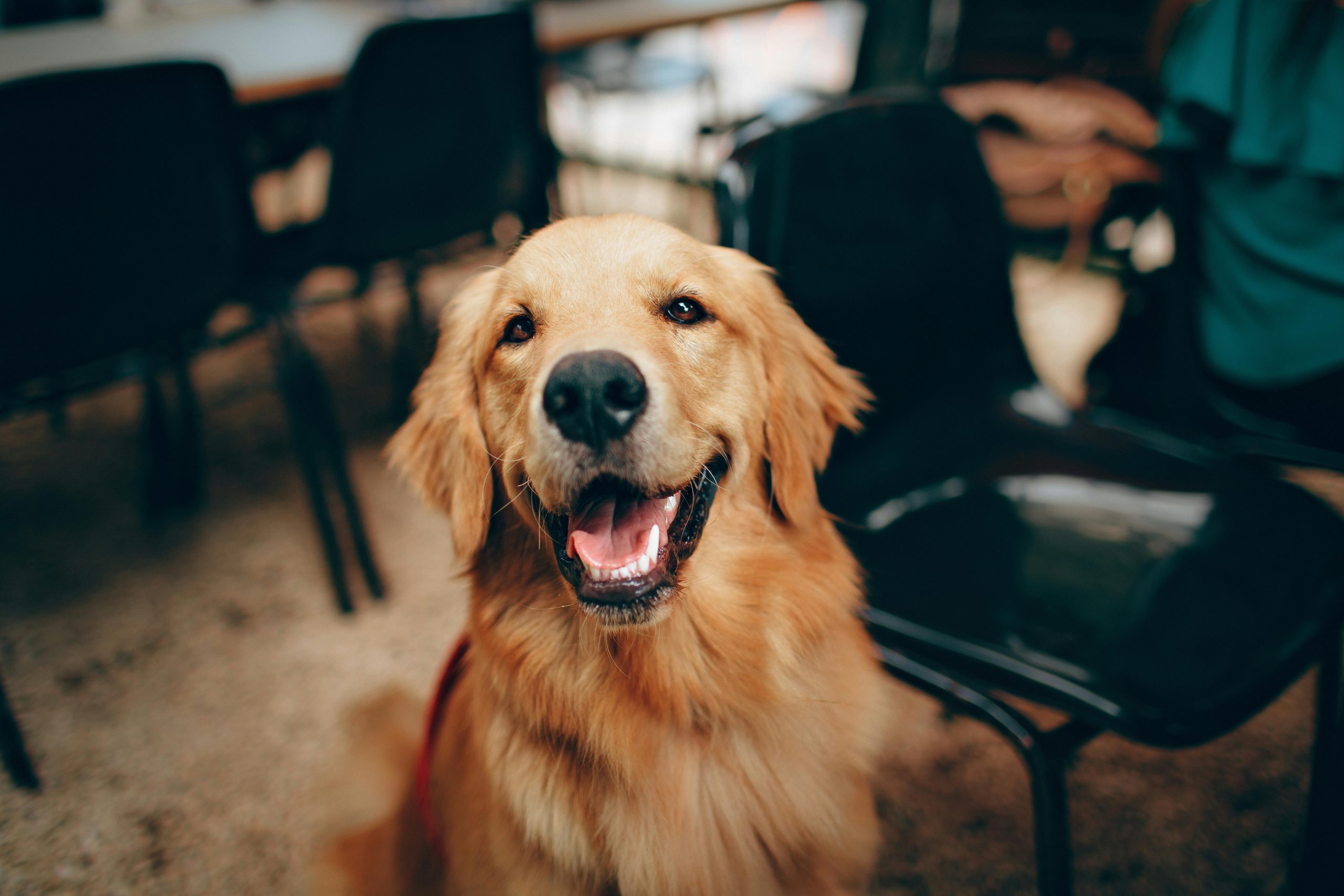 Dog 3