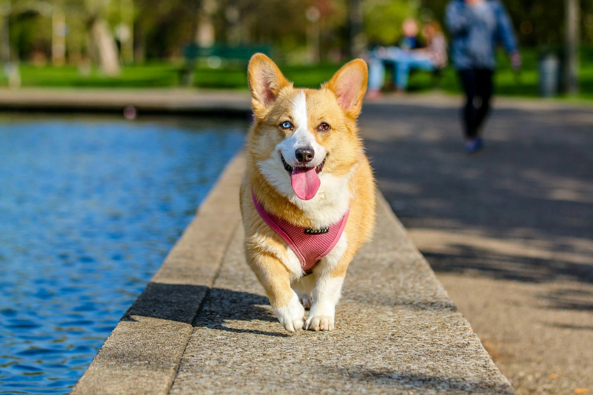 Dog 1