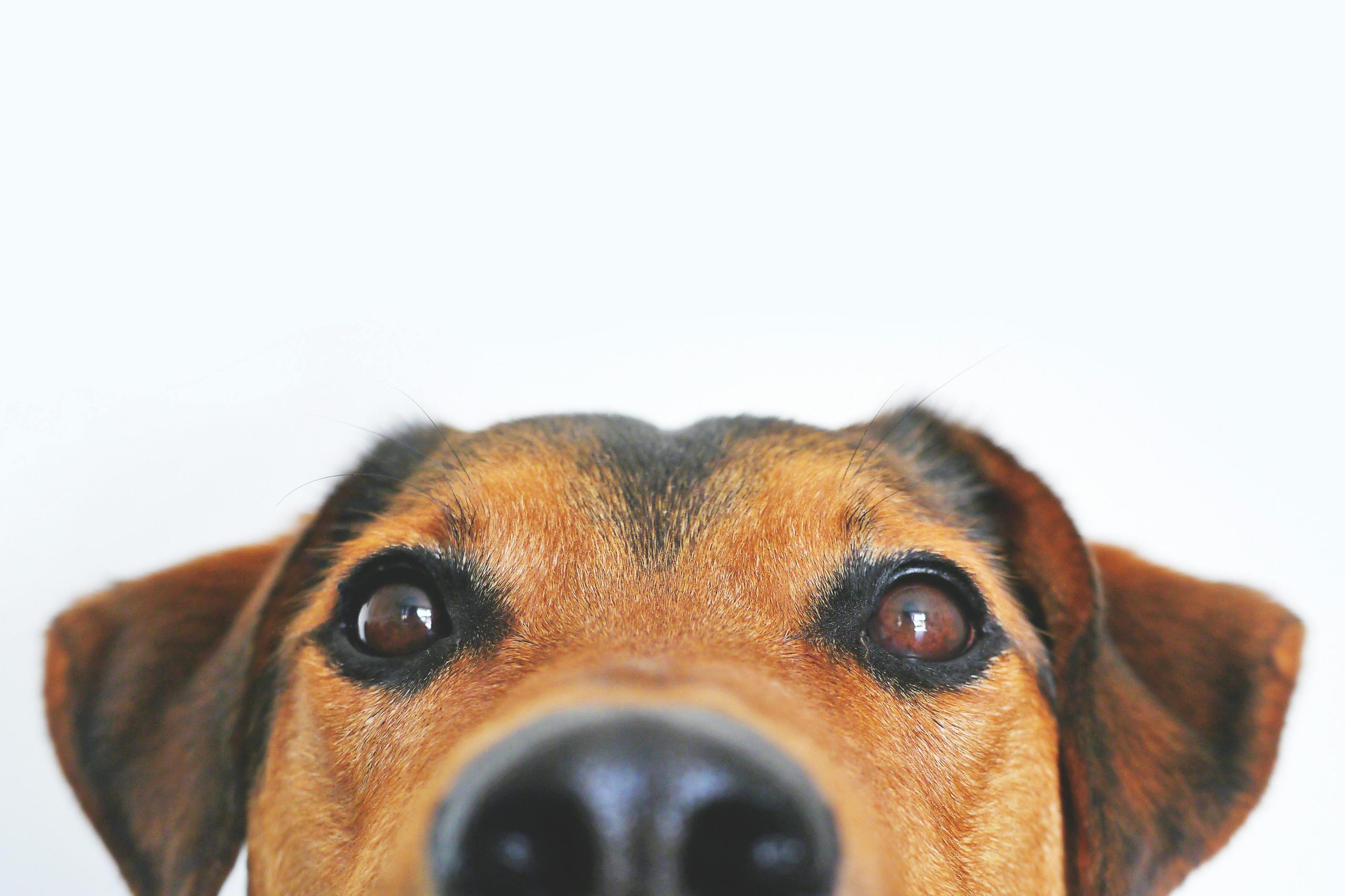Dog 7