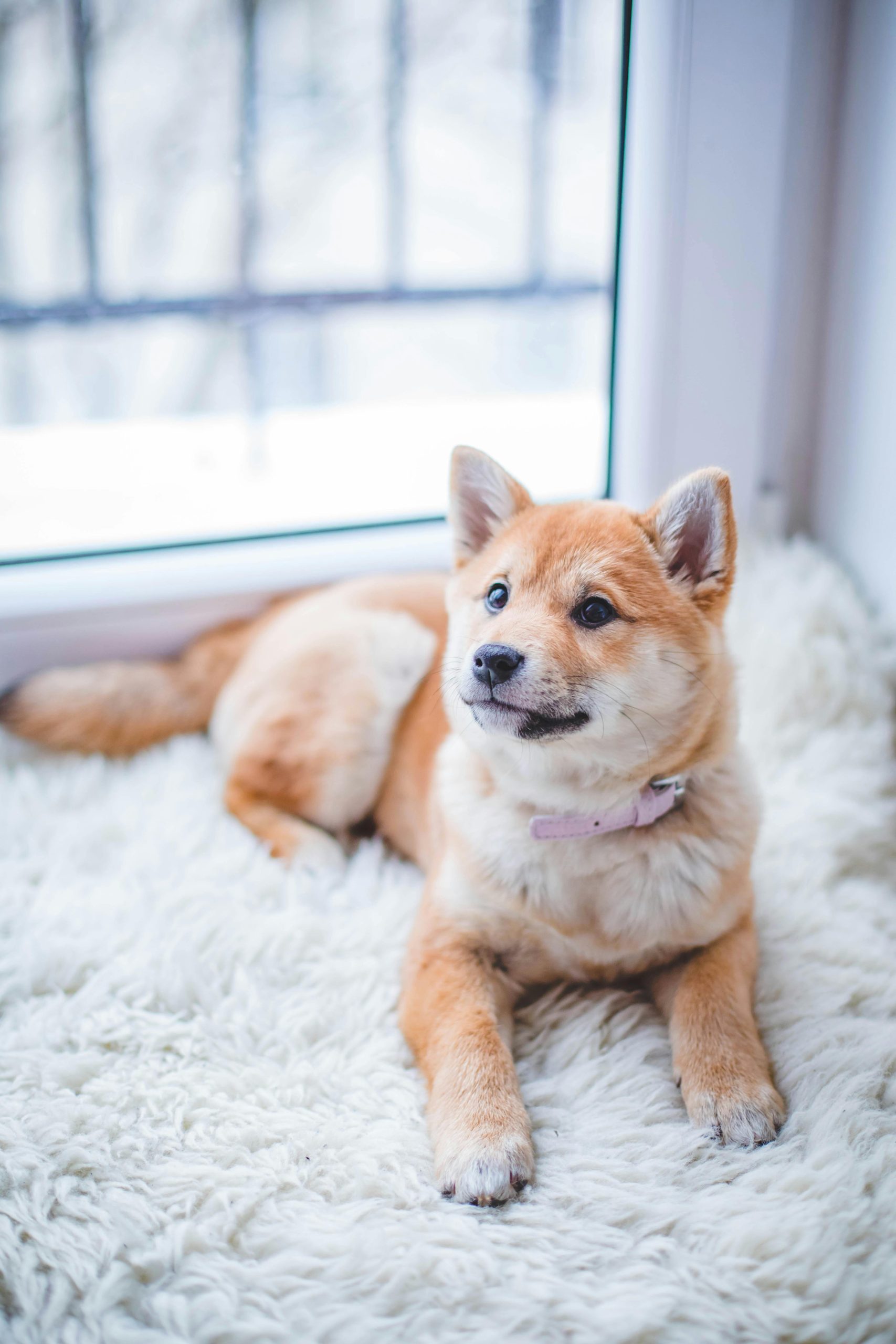 Dog 5